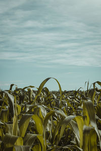 Plants growing on field against sky