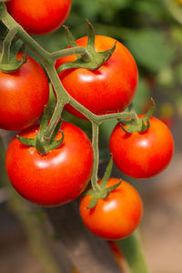 Ripe grape tomatoes on plant, ready for picking, close-up view