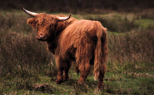 Cow standing on field