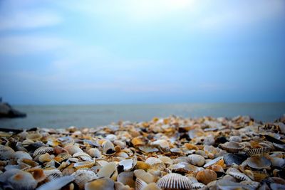 Surface level view of seashells on shore against sky