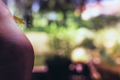 Cropped image of person with insect