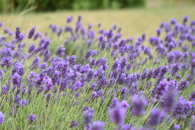 Close-up of purple flowering plants on field