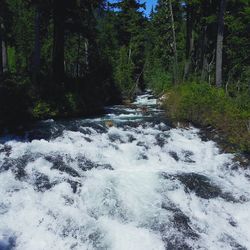 River flowing through forest