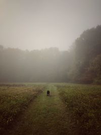 Rear view of man on grassy field against sky