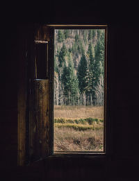 Trees and grass on field seen through window