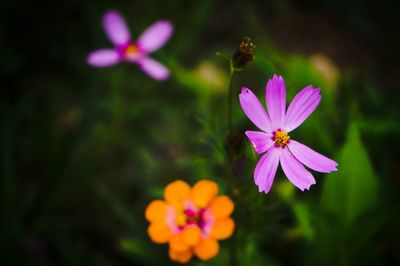 Close-up of pink flower blooming