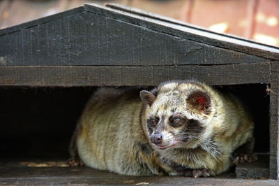 Portrait of asian palm civet - produce kopi luwak