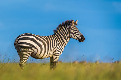 Zebra standing on field