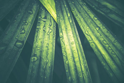 Full frame shot of wet leaf