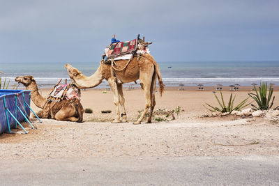 View of horse on beach