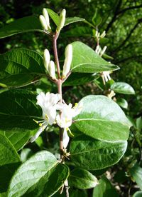 Close-up of flower tree