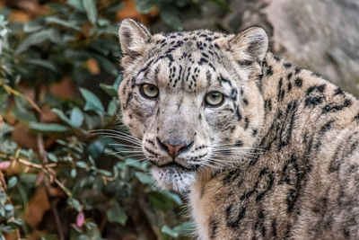 Close-up of tiger