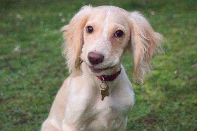 Close-up portrait of dog on field