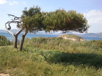 Trees on countryside landscape