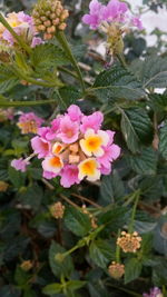 Close-up of pink flowers blooming outdoors