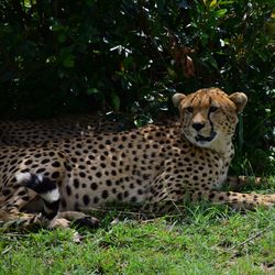 Cat relaxing on field