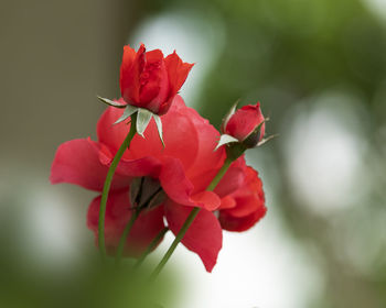 Close-up of red rose