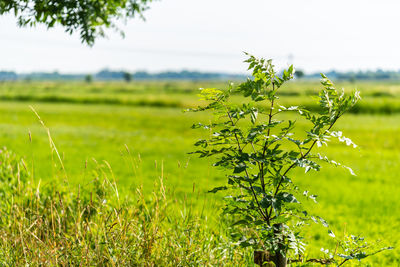 Plant growing on field against sky