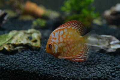 Close-up of fish swimming in sea