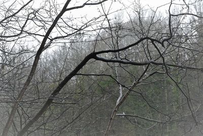 Bare tree in forest against sky