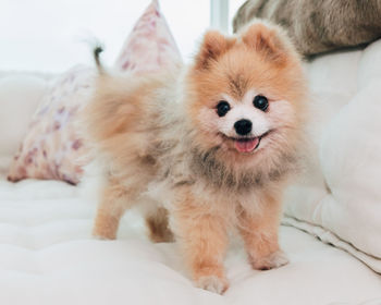 Portrait of dog lying on bed at home