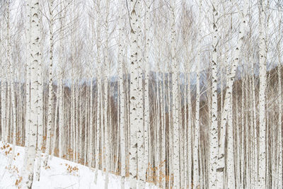 Close-up of pine trees during winter