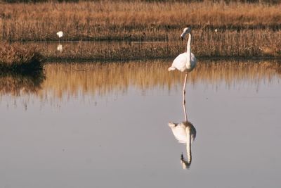 White duck on a lake