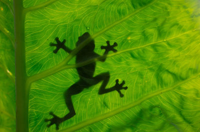 Silhouette of a frog across a green leaf