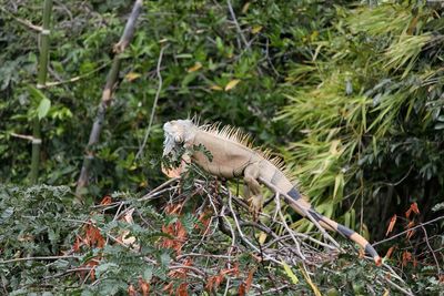 Close-up of lizard