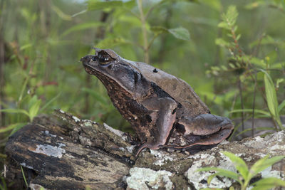 Close-up of lizard on rock