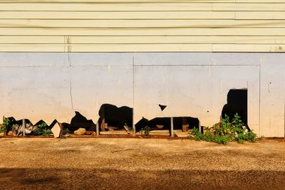 wall