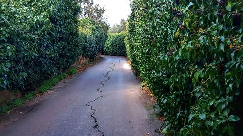 Road amidst trees against sky