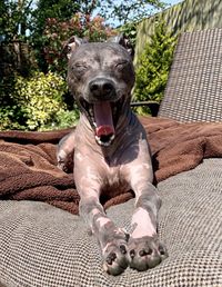 Portrait of dog sitting on sofa