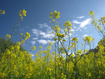 Low angle view of yellow flowering plants against sky