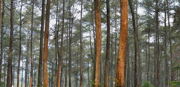 View of trees in forest