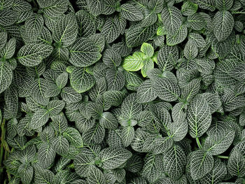 High angle view of green plants with small patterned leaves