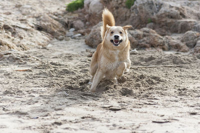 Portrait of dog running on beach
