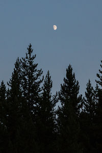 Low angle view of silhouette trees against sky at night