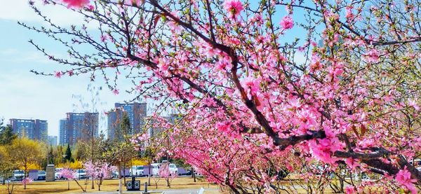 Cherry blossom tree in park