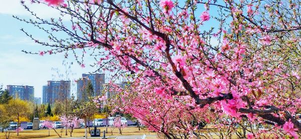 Cherry blossom tree in park