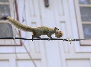 Low angle view of a cat