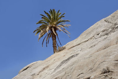 Low angle view of palm tree against clear blue sky