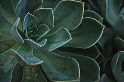 Close-up of succulent plant