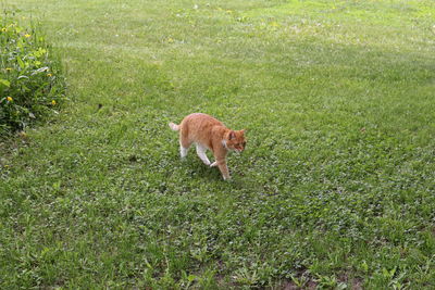 View of a horse on field