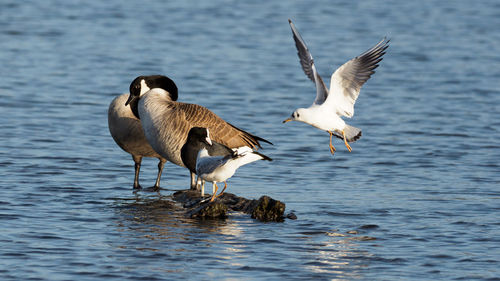 Are you about to leave /  bird parking congestion