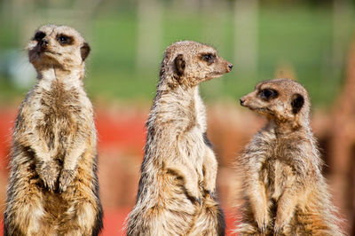 Close-up of meerkats standing on field