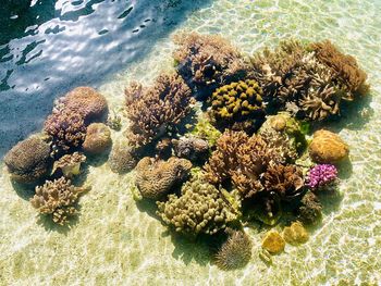 High angle view of coral in sea
