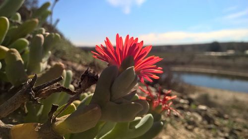 Close-up of flowers against sky