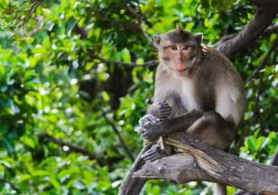 Monkey sitting in a forest