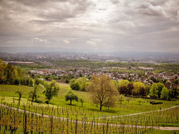 Scenic view of agricultural field against sky